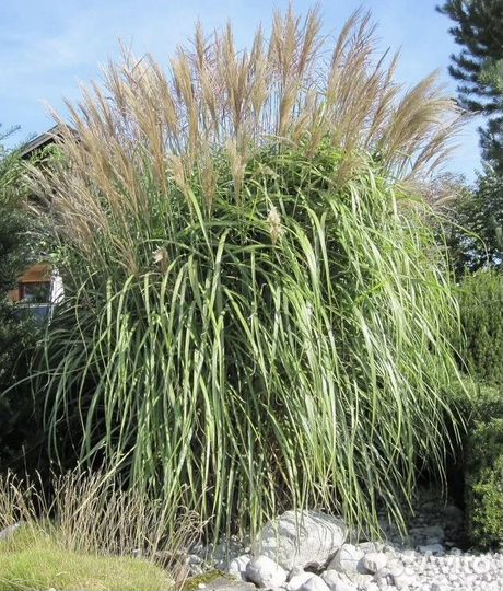 Растения для сада