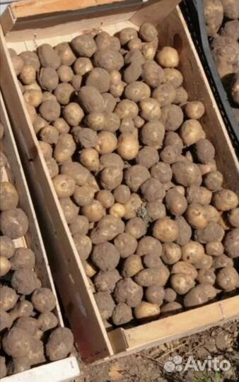 Картошка на корм скоту