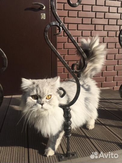 Котята персы