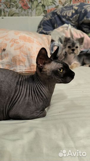 Канадский сфинкс