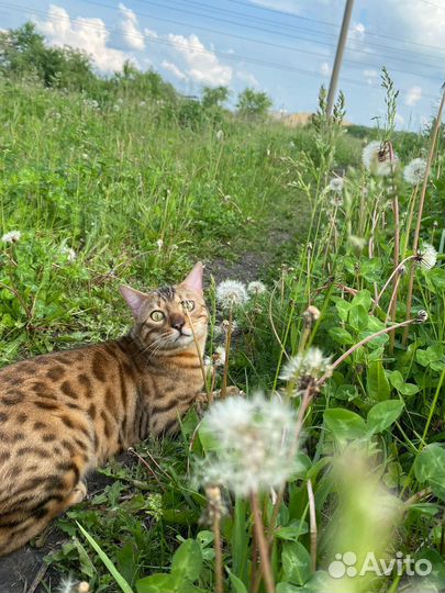 Бенгальские котята