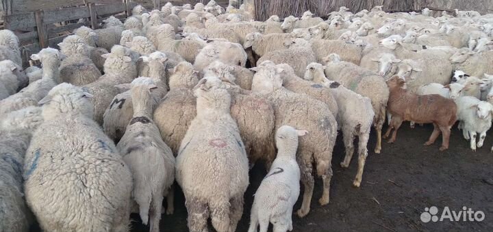 Матки с ягнятами