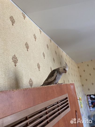 Попугай корелла с клеткой