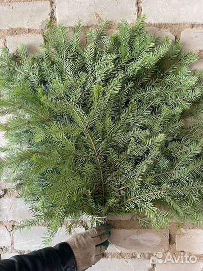 Веник из пихты