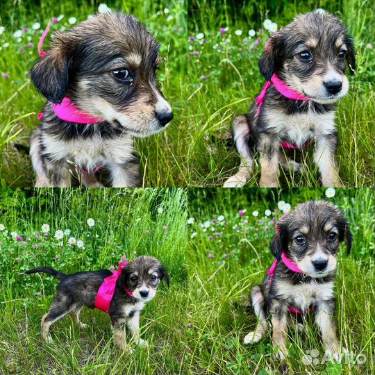 Щенок в добрые руки бесплатно