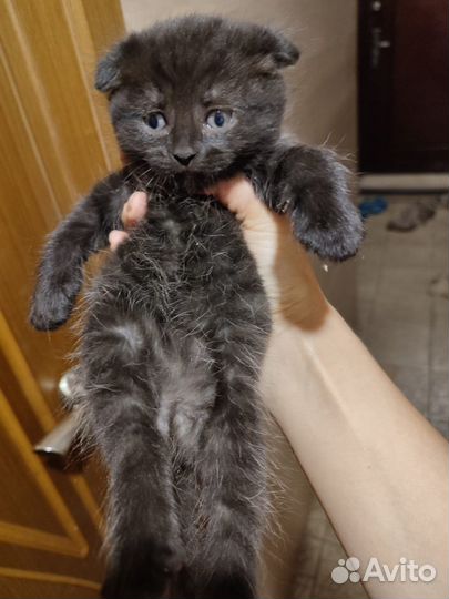 Котята британские (вислоухие)