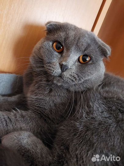 Британцы кот и кошка в заботливую семью