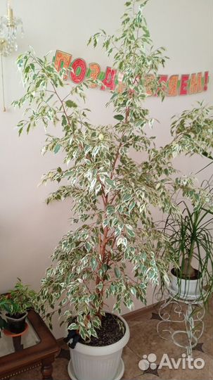 Комнатные цветы разные