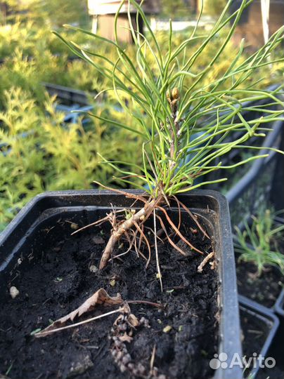 Туи в ассортименте