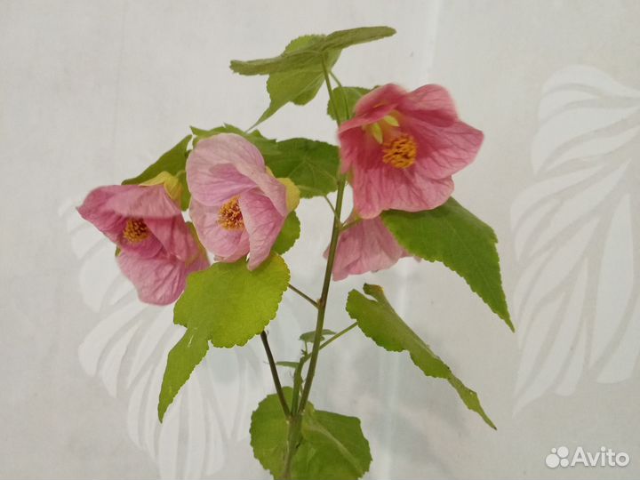 Абутилоны цветущие