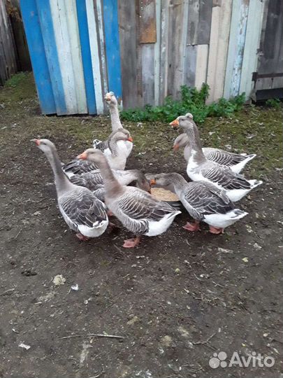 Продам гусей на племя
