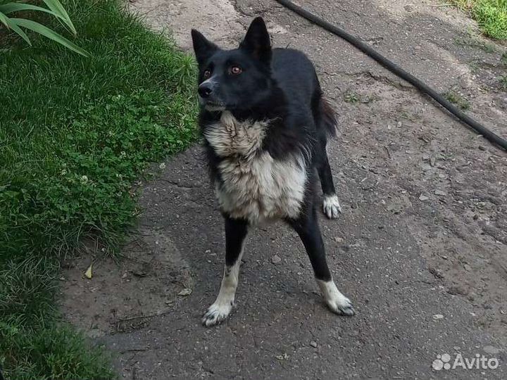 Собака в добрые руки отдам бесплатно