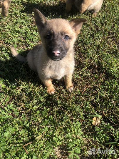 Щенки в добрые руки