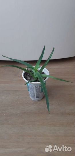 Столетник (алоэ древовидное)