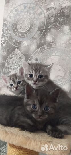 Отдам в добрые руки