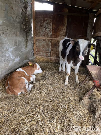 Телята бычки