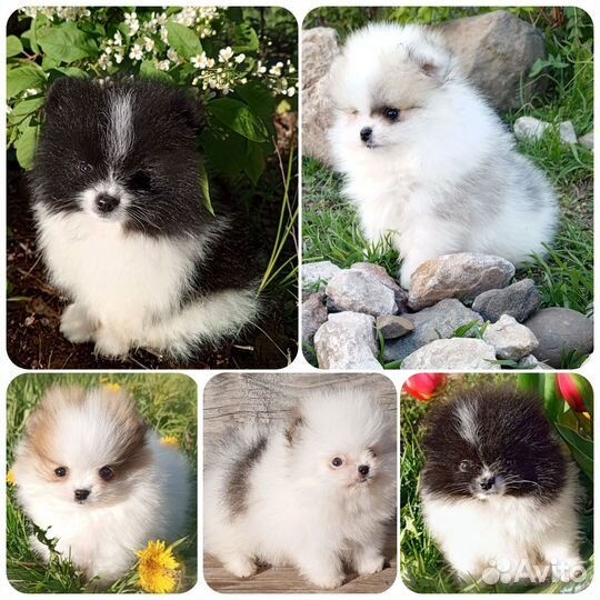 Померанский шпиц мини