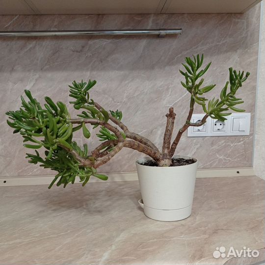 Отдам цветок