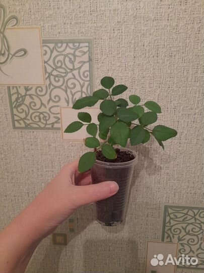 Роза жёлтая