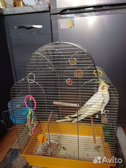 Продам попугая