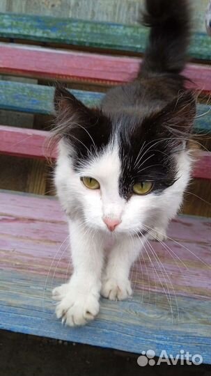 Котëнок девочка