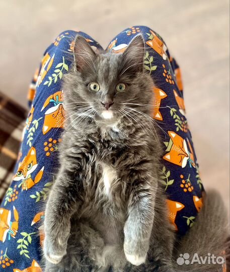 Котенок Куки