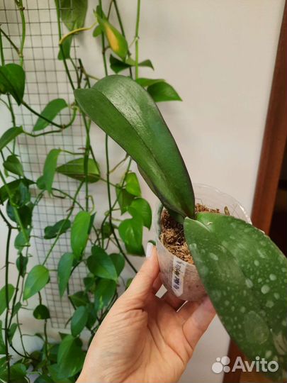 Орхидея фаленопсис Phal. Miki Black Marble