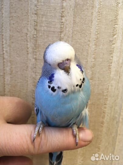 Выставочный волнистый попугай,ввп,чех