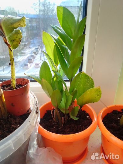 Комнатные растения