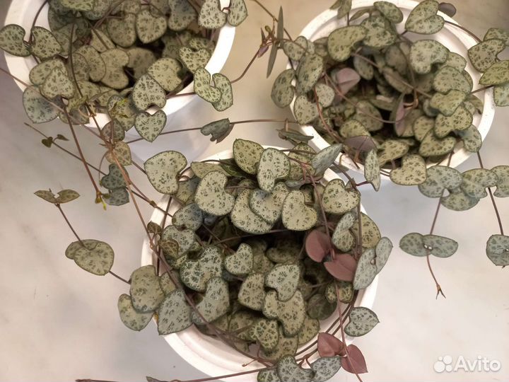 Церопегия Вуда