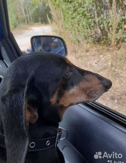 Передержка кошек и собак