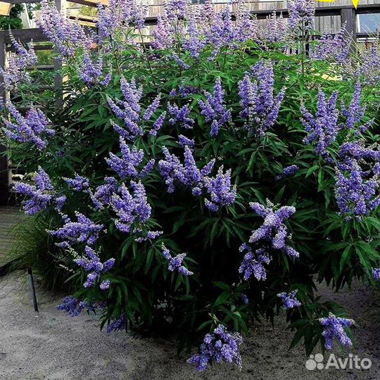 Витекс священный