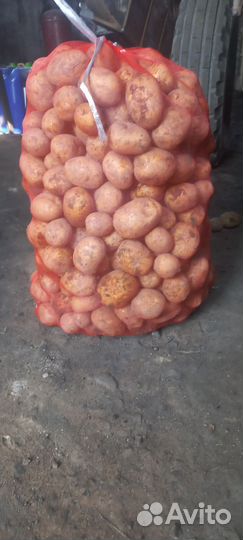 Продам картофель сорт 
