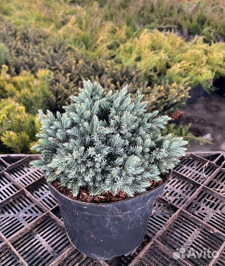 Саженцы хвойных растений