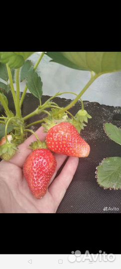 Клубника рассада домашняя