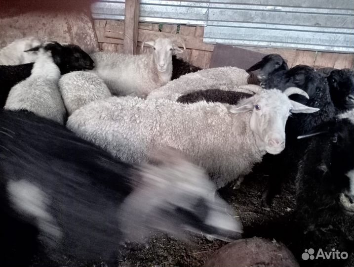 Овцы и бараны