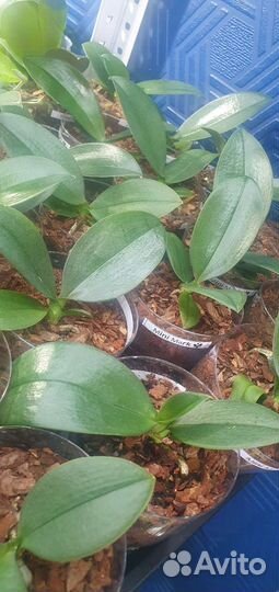 Орхидеидастибель,лиодоро,биондоро,кокодоро,минимар