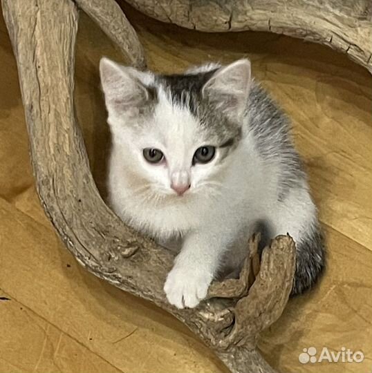 Котята в добрые руки, дата рождения 29.03