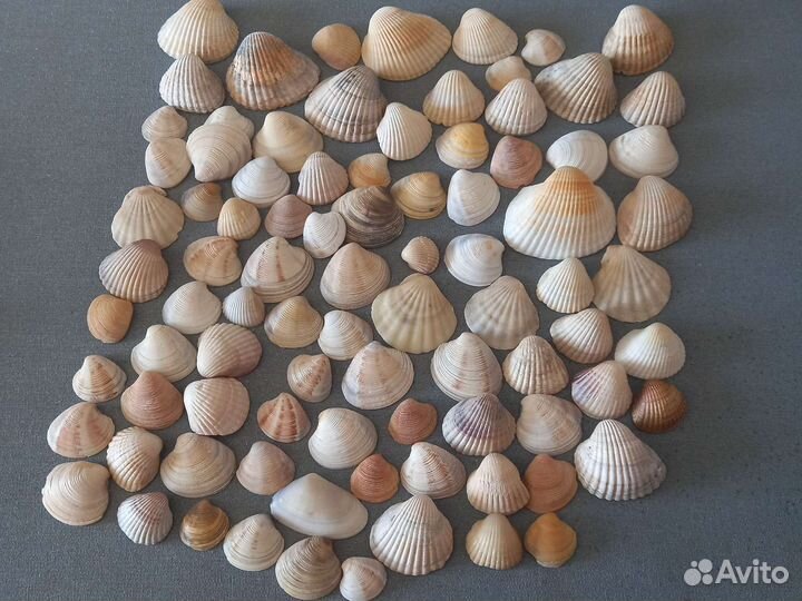 Морские ракушки раковины