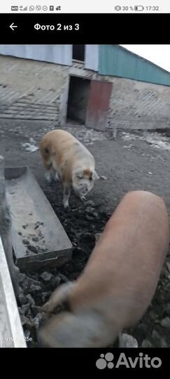 Свиней в любом количестве