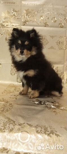 Померанский шпиц