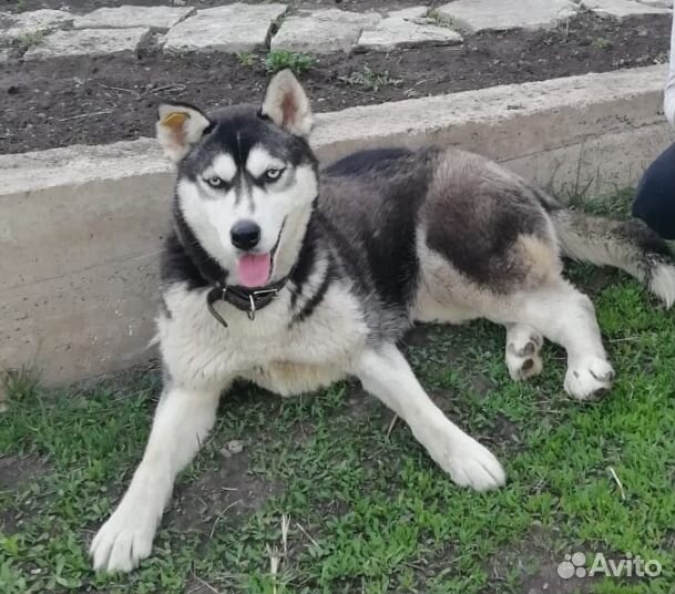 Сибирский хаски