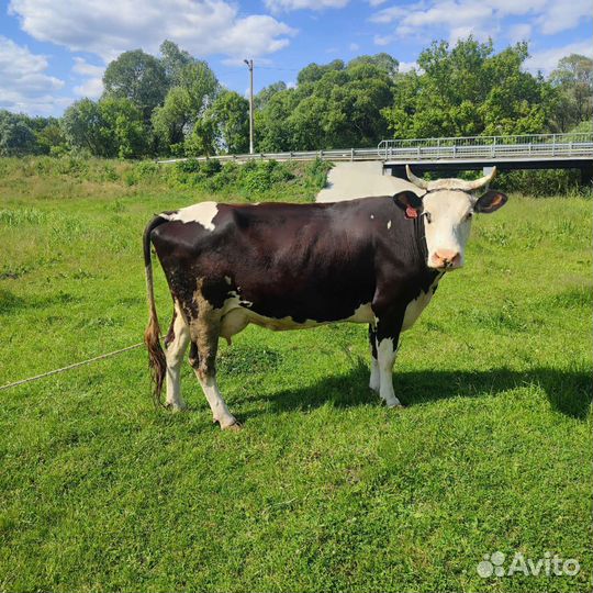 Домашние животные коровы