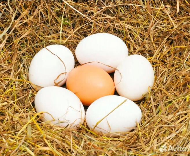 Яйца на инкубацию