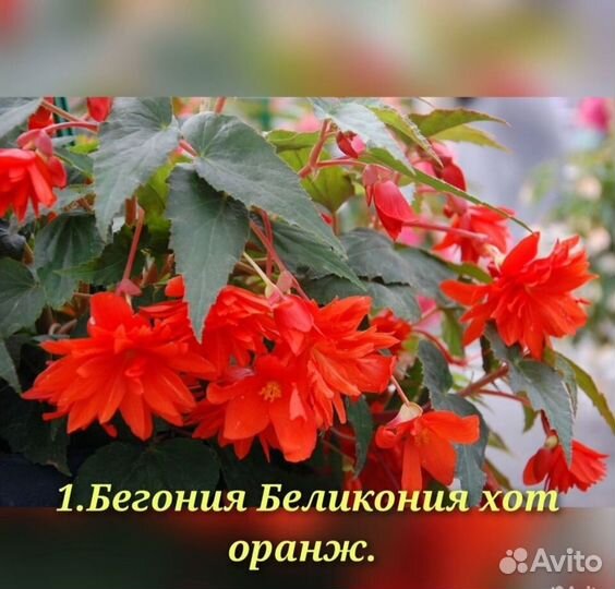 Бегония белекония