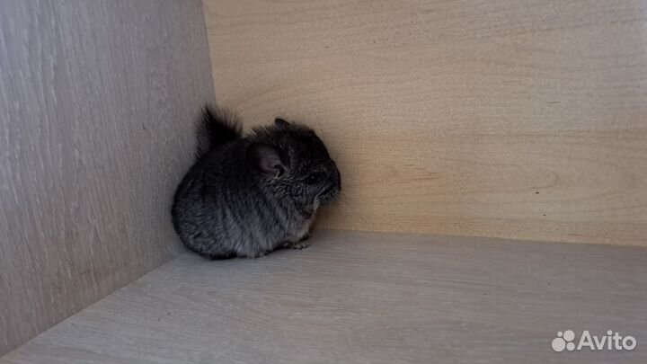 Шиншилла ангора