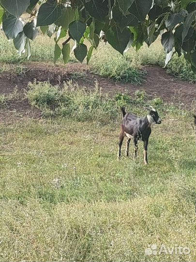 Козы козочки козлята