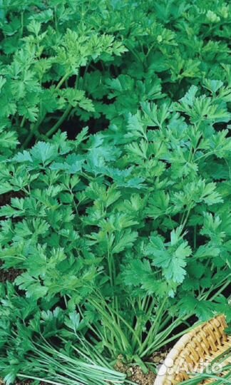 Петрушка листовая Андрюшка 2 гр цв.п