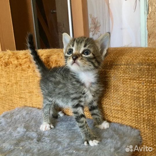 Котодети в добрые руки