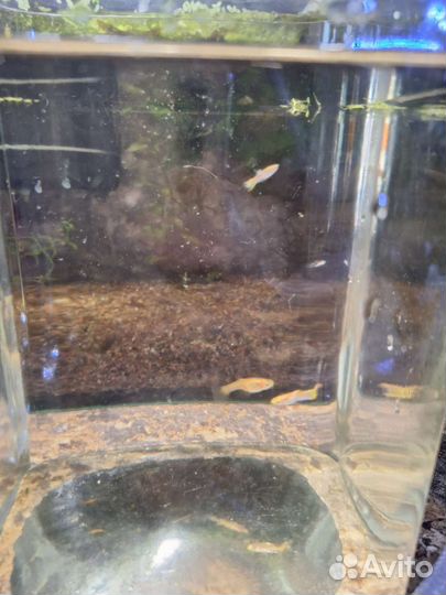 Чистая линия, гнездо гуппи энд. Голд